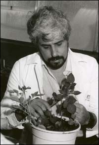 Dr. Galili and genetically engineered potato plant